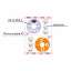Etiqueta Fosca FAST LABEL c/2